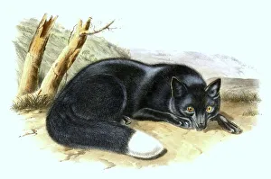 Silver fox, variety of the red fox (Vulpes vulpes)