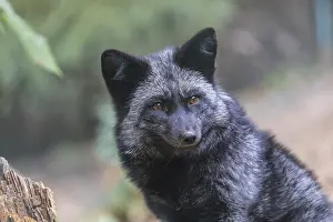 One silver fox (Vulpes vulpes) sitting behind a rotten tree stump and hidden behind some green leafes
