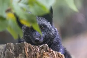 One silver fox (Vulpes vulpes) sitting behind a rotten tree stump and hidden behind some green leafes