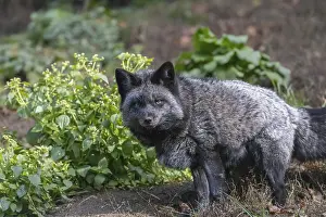 One silver fox (Vulpes vulpes) standing on a green meadow looking for food