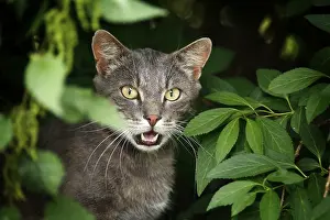 Silver-gray cat sitting in the bushes