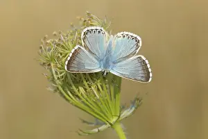 Silver-green blue (Lysandra coridon) Other animals