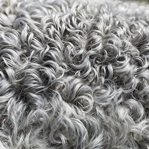 Silver-grey curly lambskin, Gotland sheep fur