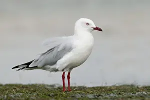 Silver Gull (Chroicocephalus novaehollandiae)