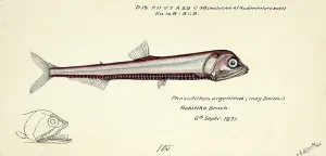 Silver Lightfish, Silver Leucte, Photichthys argenteus, Lighthouse Fish, fish, reproduction of an original, by Frank Edward Clarke (b. 1849, d. 1899), ichthyologist and scientific draughtsman