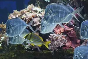 Silver Lookdown fish in front of corals in aquarium in Haus der Natur