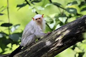 Silver marmoset (Mico argentatus, Syn)