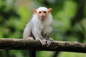 Silver marmoset (Mico argentatus, Syn)