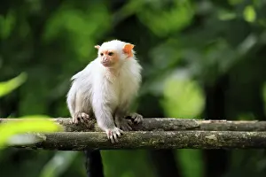 Silver marmoset (Mico argentatus, syn)