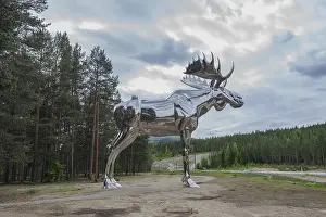 Silver moose, Osterdalen, Norway