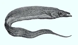Silver scabbardfish (Lepidopus caudatus) or scabbardfish
