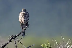 Silver Singing Goshawk, also known as pale chanting goshawk (Melierax canorus) juvenile