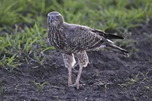 Silver Singing Goshawk, also known as pale chanting goshawk (Melierax canorus) juvenile