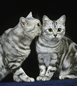 Silver tabby domestic cat against black background