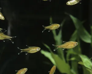 Silver-Tipped Tetra (hasemania nana)