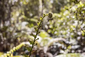 Silver tree fern (Cyathea dealbata)
