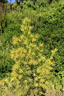 Silver tree (Leucadendron salignum)