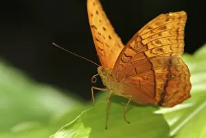 Silver-washed Fritillary (Argynnis paphia)