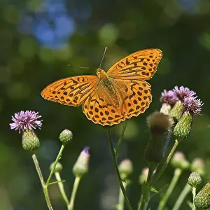 Silver-washed fritillary (Argynnis paphia)