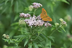 Silver-washed fritillary (Argynnis paphia)