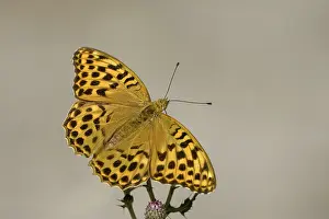 Silver-washed fritillary (Argynnis paphia)