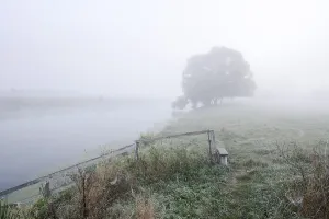 Silver willow (Salix alba) by the river Lippe in the morning mist