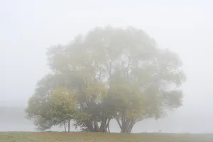 Silver willows (Salix alba) on the river Lippe in the morning mist