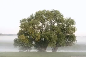 Silver willows (Salix alba) on the river Lippe in the morning mist