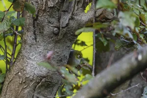 Silvereye (Zosterops lateralis)