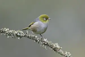 Silvereye (Zosterops lateralis) perched on a branch