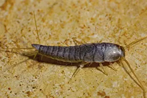 Silverfish (Lepisma saccharina)