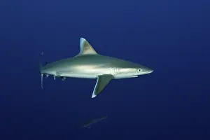 Silvertip shark, Carcharhinus albimarginatus