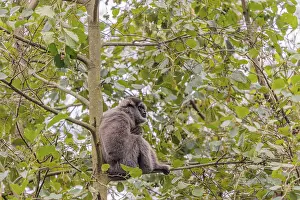 A silvery gibbon (Hylobates moloch) sits in a tree looking into the camera