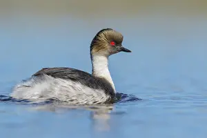 Silvery Grebe (Podiceps occipitalis) swimming on a small pond in the Falkland Islands