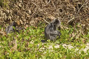 Silvery lutung or silvered leaf langur monkey (Trachypithecus cristatus)