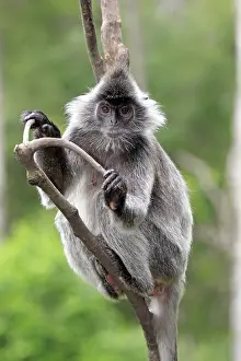 Silvery lutung, Silvered leaf monkey or Silvery langur (Trachypithecus cristatus)