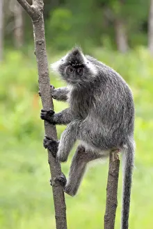 Silvery lutung, Silvered leaf monkey or Silvery langur (Trachypithecus cristatus)