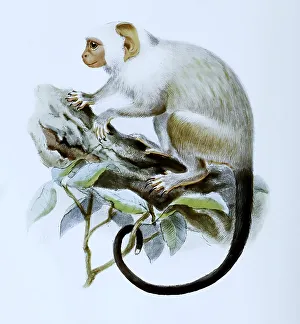 Silvery marmoset (Callithrix argentata) or silver marmoset