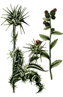 Silybum marianum, milk thistle and Carduus pratensis