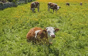 Simmental cattle on pasture, spring meadow with yellow buttercups
