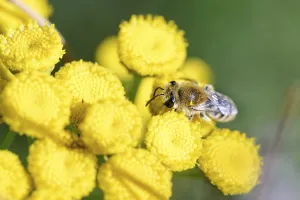 A simulans also known as plasterer bee (Colletes) or or polyester bee