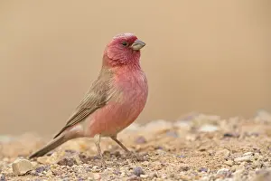 Sinai bullfinch, (Carpodacus synoicus)