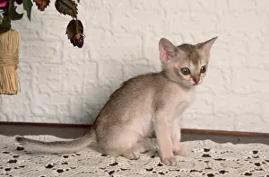 Singapura cat, kitten, 8 weeks