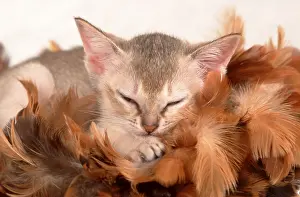 Singapura cat, kitten, 8 weeks