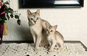 Singapura cat and kitten, 8 weeks