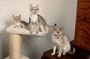 Singapura Cats, female with kittens