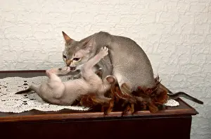 Singapura Cats, Kittens, 6 months and 8 weeks
