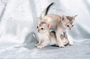 Singapura cats, kittens, 6 weeks