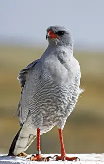Singhabicht, Habicht, Namibia