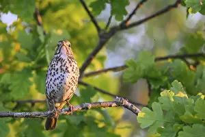 Singing bird Song Thrush (Turdus philomelos) on a branch